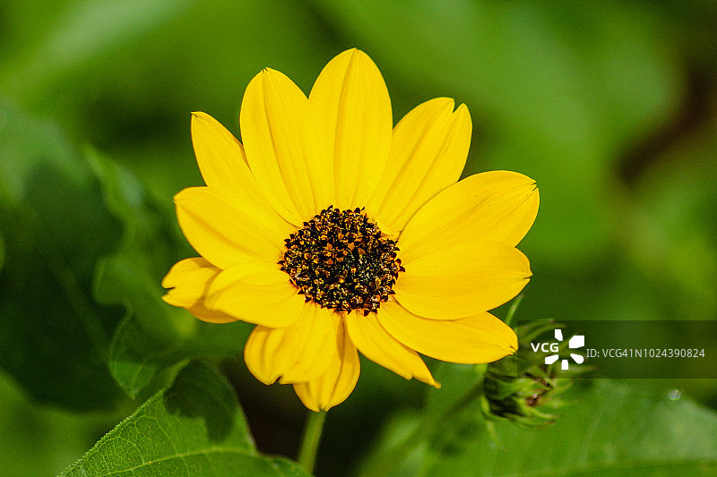 黑眼苏珊花图片素材