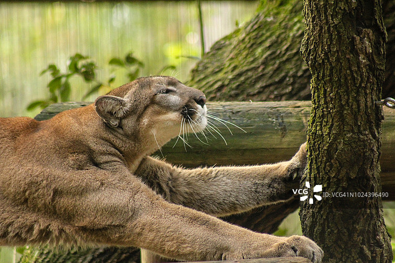 佛罗里达美洲狮图片素材