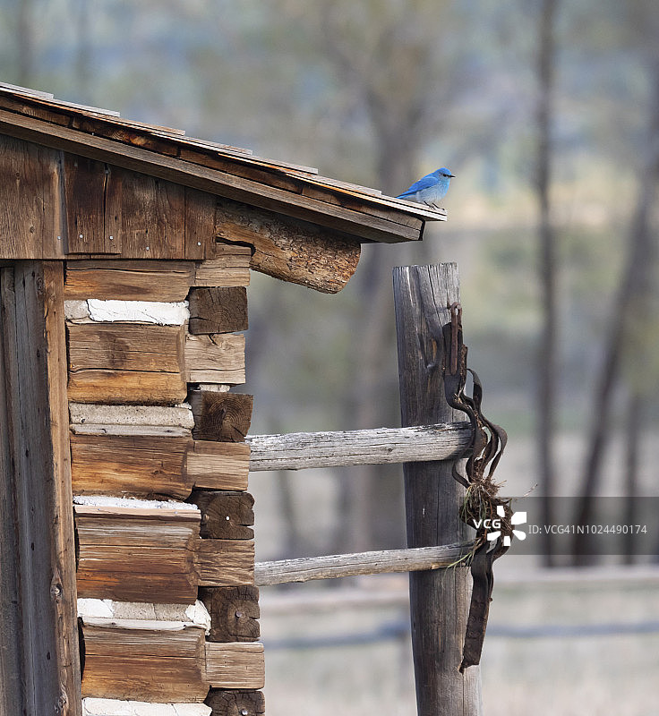 谷仓上的山蓝鸲图片素材
