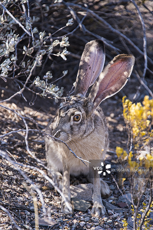 黑尾兔图片素材