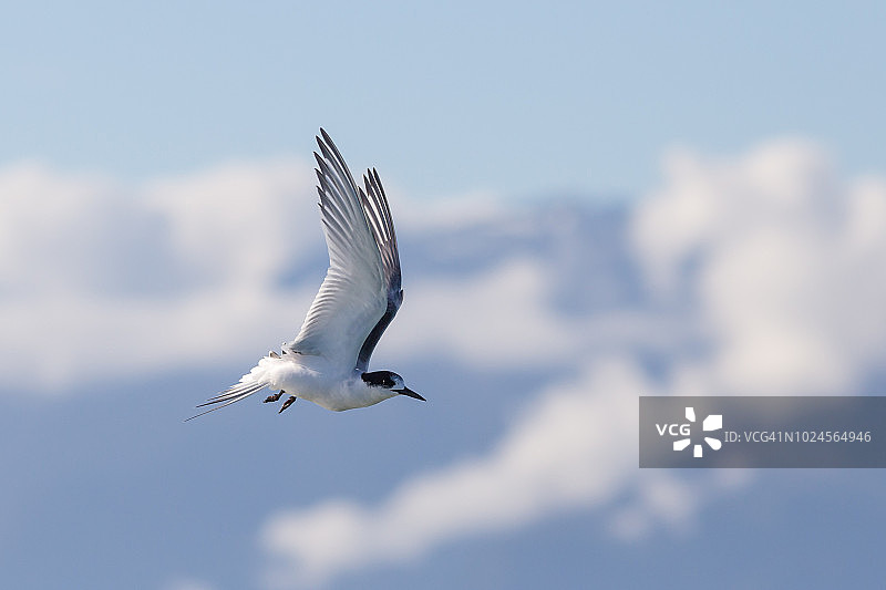 塔拉，白额燕鸥图片素材