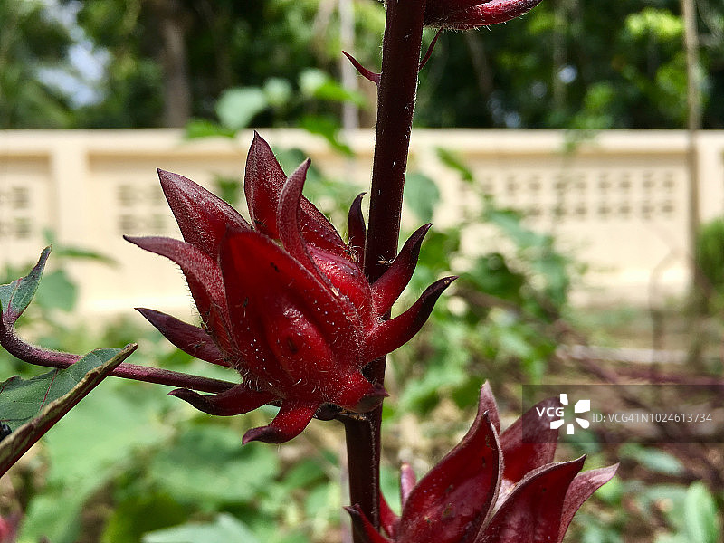 农场里的新鲜洛神花图片素材