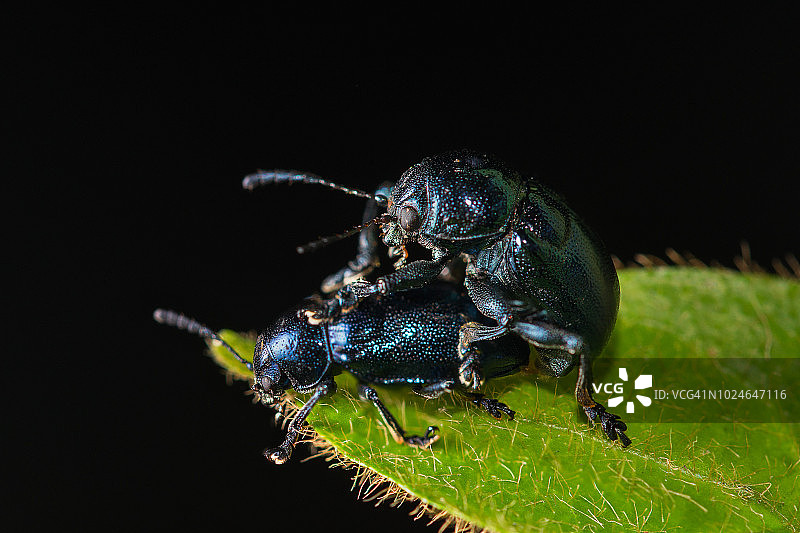 蓝色马利筋甲虫交配图片素材