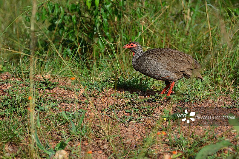 红颈马 spurfowl 或红颈法兰克林 (Pternistis afer)图片素材
