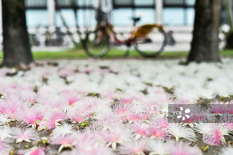 中国台湾大学的普通玉蕊花图片素材