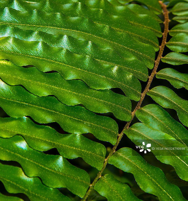 巨型剑蕨图片素材