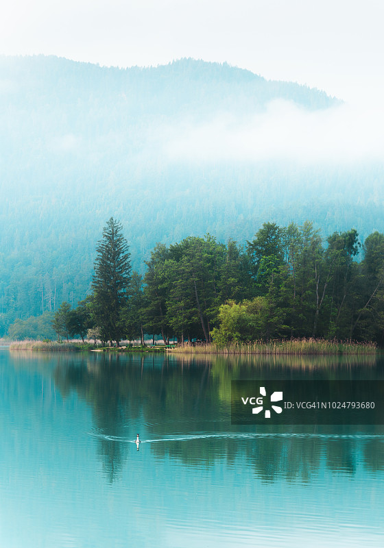 奥地利韦尔特湖的凤头䴙䴘图片素材