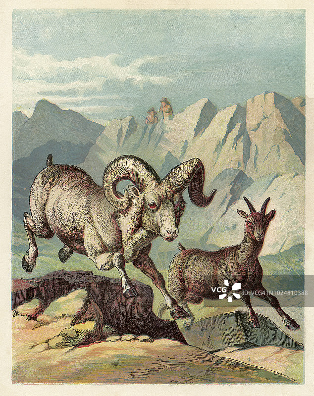山地大角羊彩色石版画图片素材