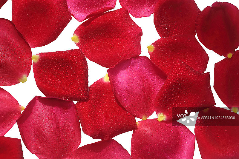 阳光下的玫瑰水珠花瓣图片素材