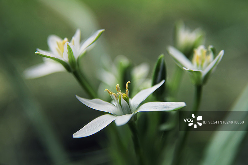 伯利恒之星图片素材