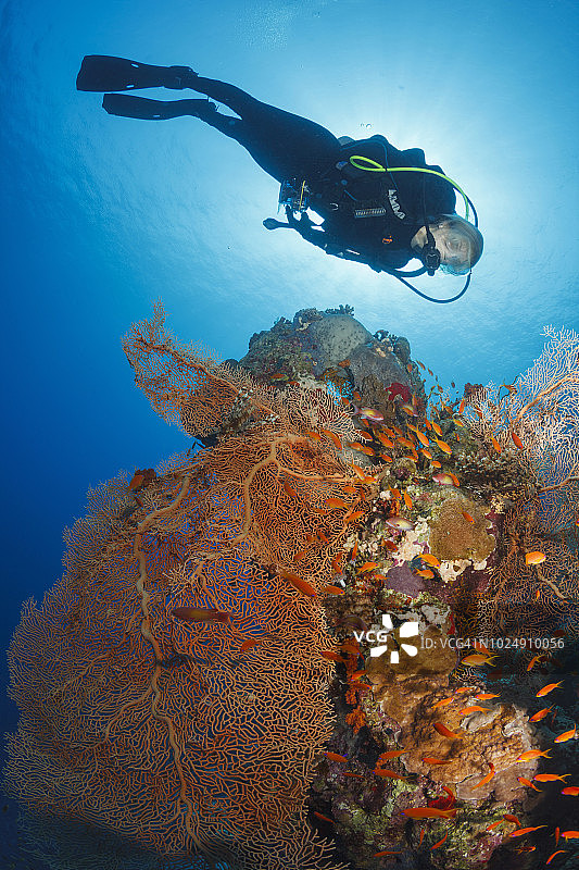水肺潜水员探索和欣赏珊瑚礁海底生物运动女性水下照片图片素材