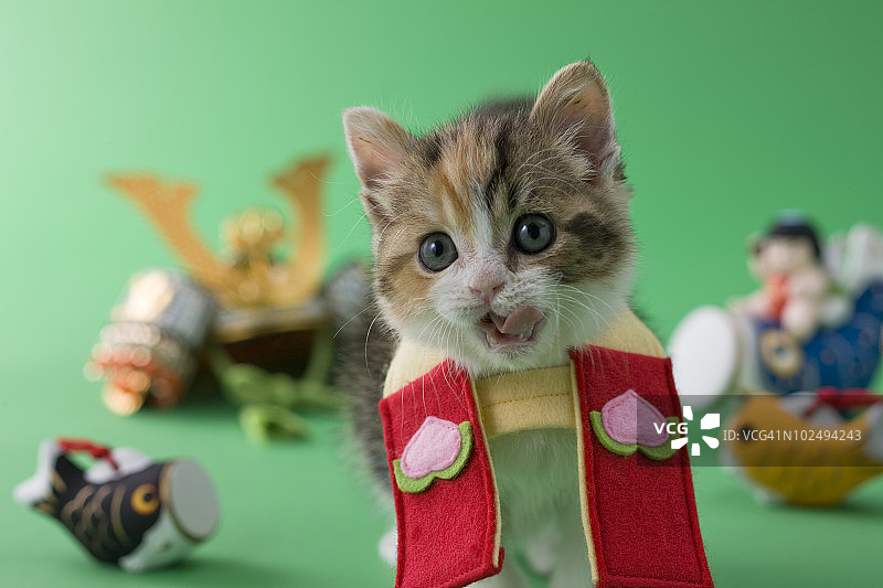 苏格兰折耳小猫与儿童节庆祝活动图片素材