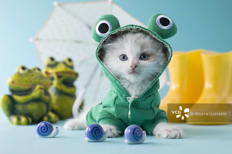 布偶小猫与雨季图片素材