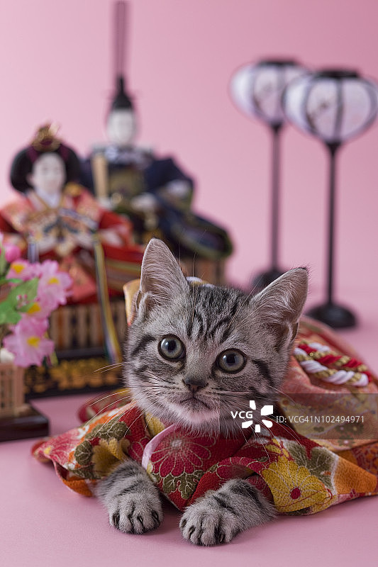 美国短毛猫幼猫和雏人偶图片素材