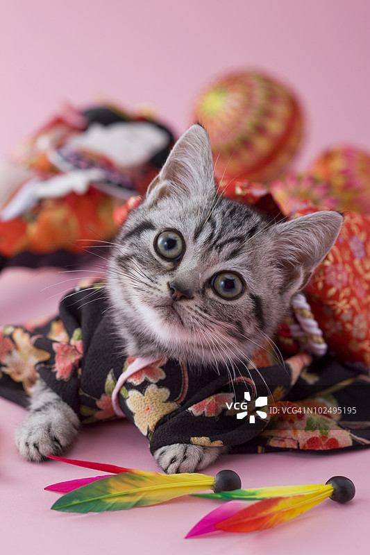 美国短毛猫幼崽与日本新年庆祝活动图片素材