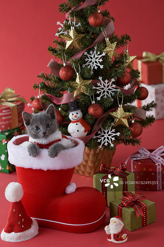 俄罗斯蓝猫与圣诞节图片素材