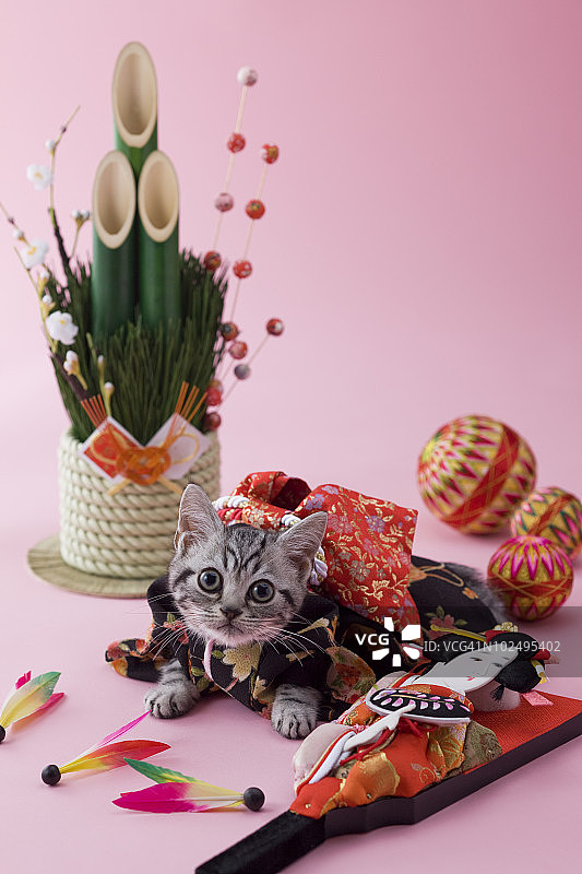 美国短毛猫幼崽与日本新年庆祝活动图片素材