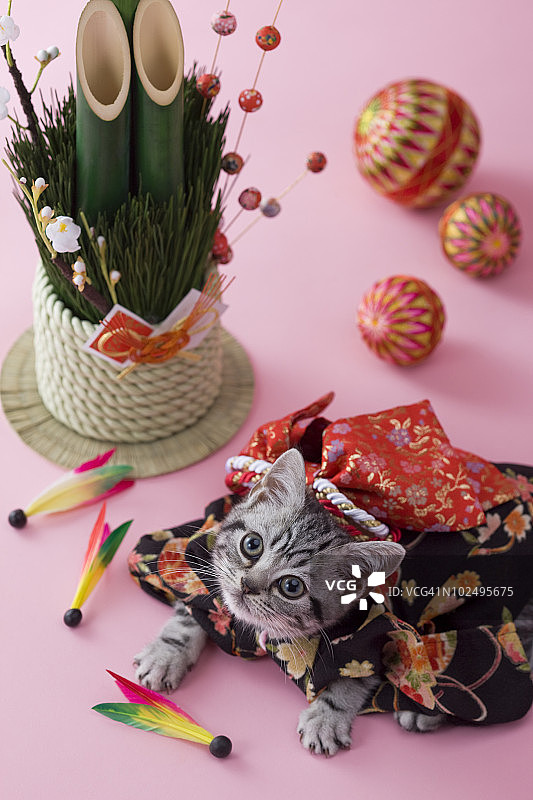 美国短毛猫幼崽与日本新年庆祝活动图片素材