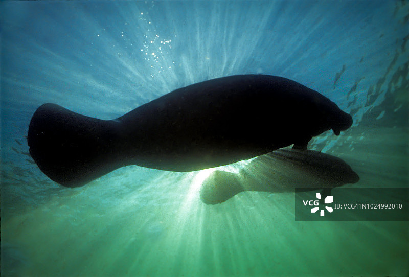 海牛母子图片素材