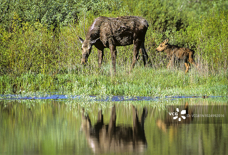 雌性驼鹿与小驼鹿图片素材