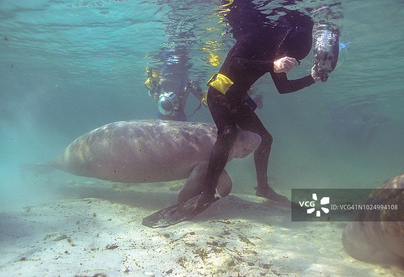 水下摄影师与海牛图片素材