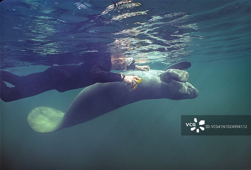 浮潜者触摸海牛图片素材