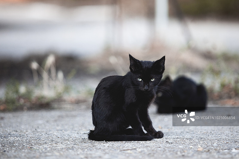 流浪黑猫幼崽照片图片素材