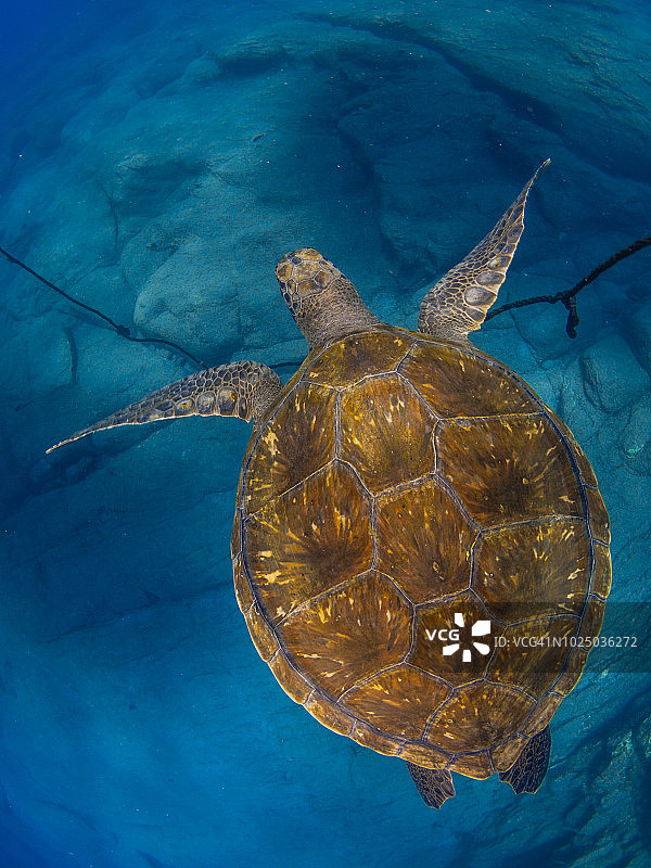 绿海龟图片素材