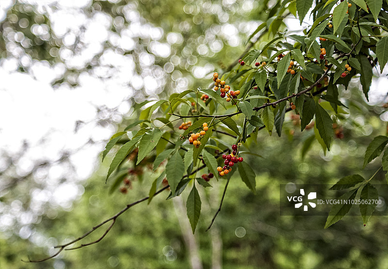 带有樱桃的树枝图片素材