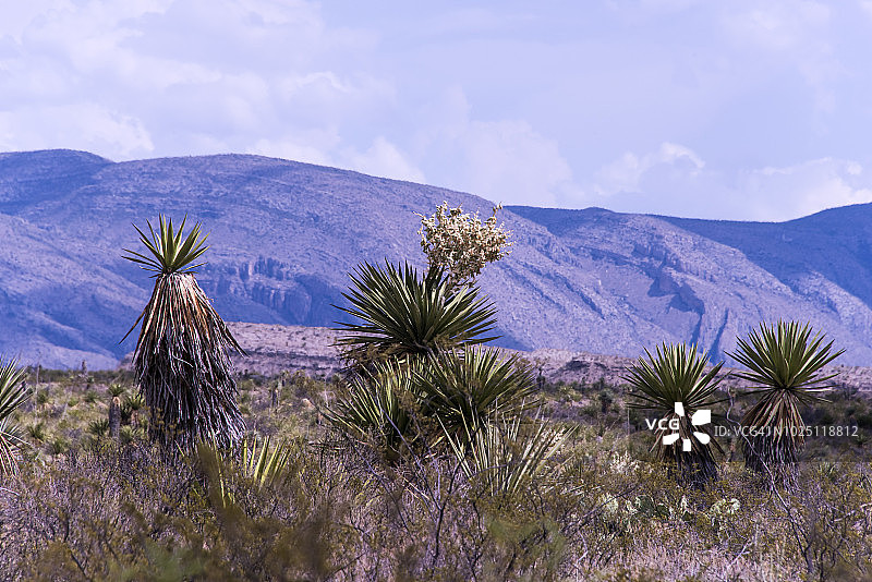 托里丝兰图片素材