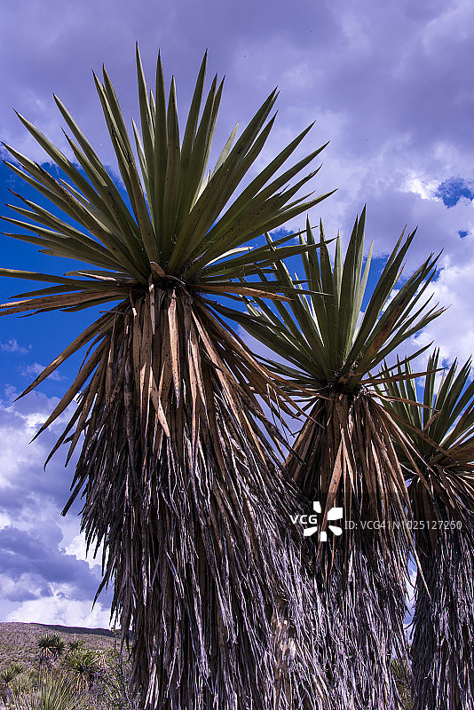 托里丝兰图片素材