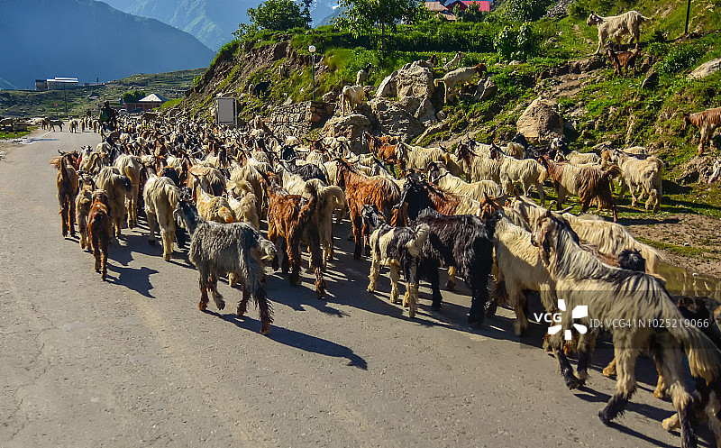 在路上行走的几只山羊图片素材