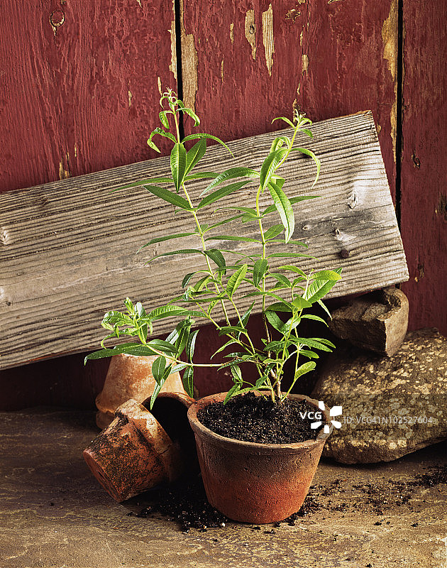 盆栽柠檬马鞭草图片素材