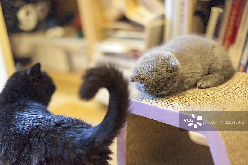 两只家猫图片素材