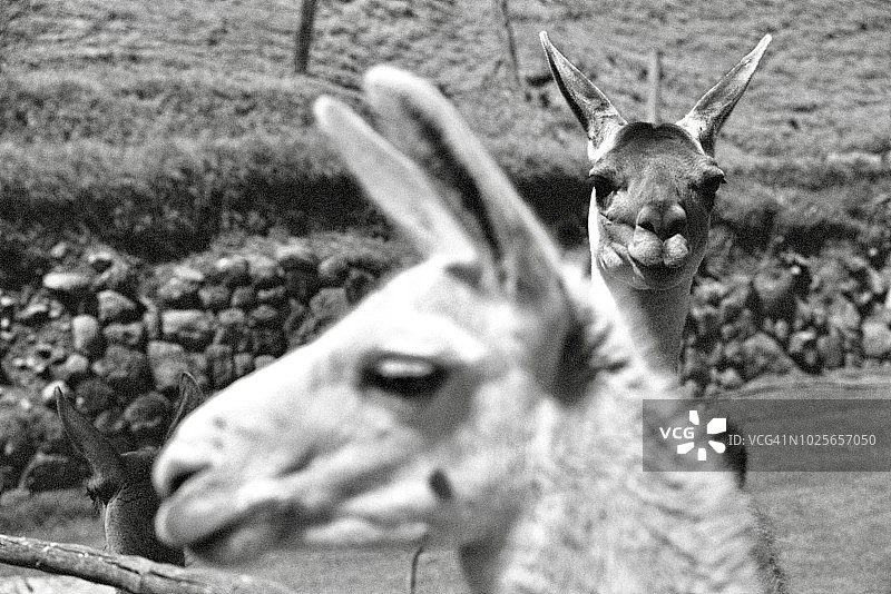 秘鲁剪毛羊驼特写图片素材