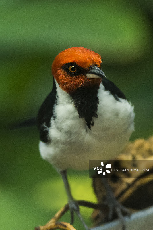 红冠红雀图片素材