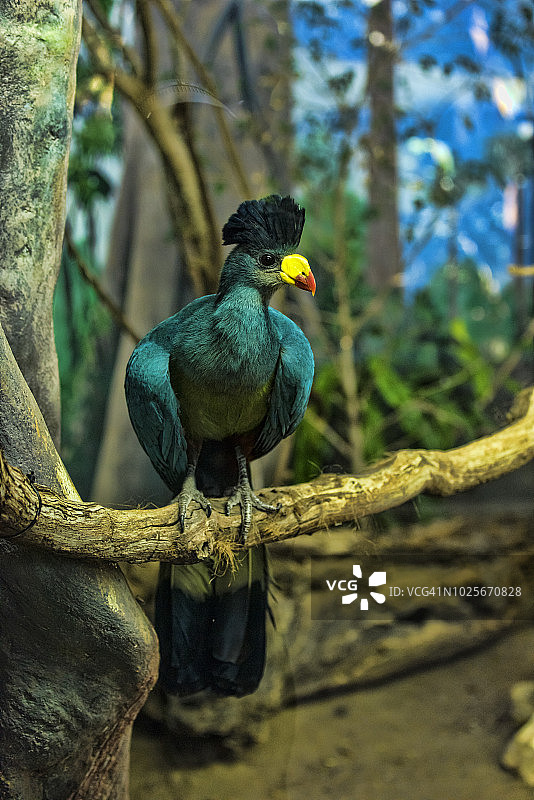 大蓝蕉鹃图片素材