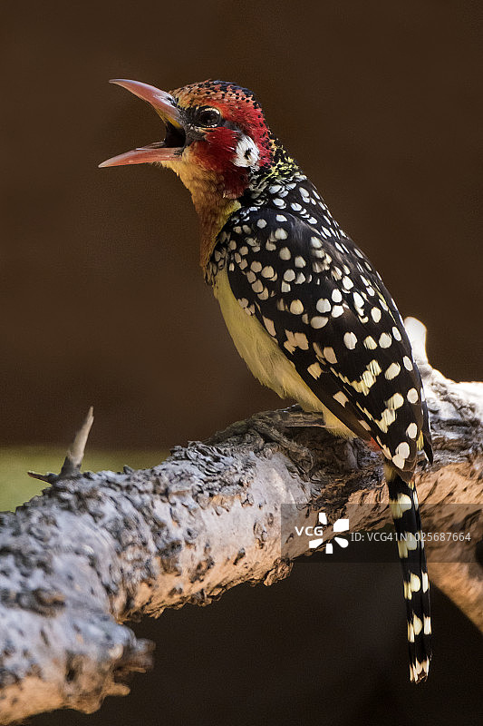 红黄拟鴷图片素材