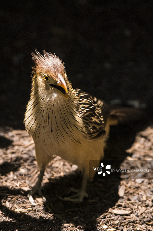 圭拉鹃图片素材