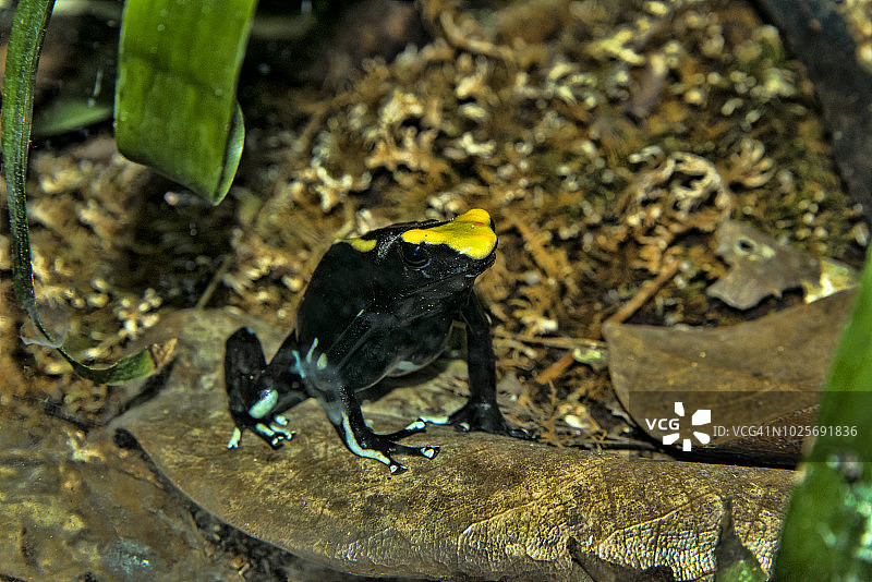 染色箭毒蛙图片素材