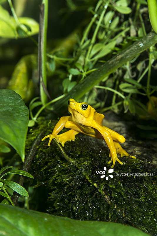 巴拿马金蛙图片素材
