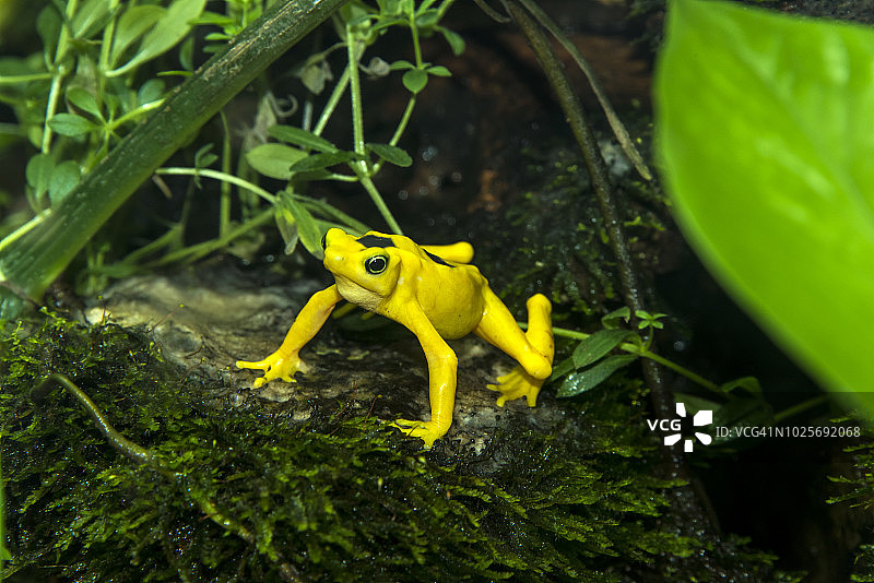 巴拿马金蛙图片素材