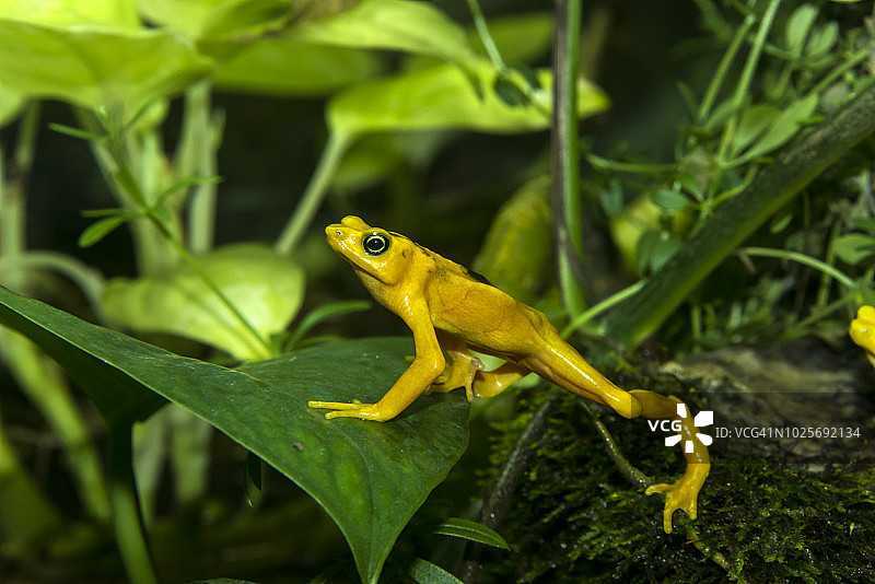 巴拿马金蛙图片素材