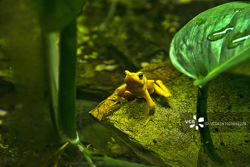 巴拿马金蛙图片素材
