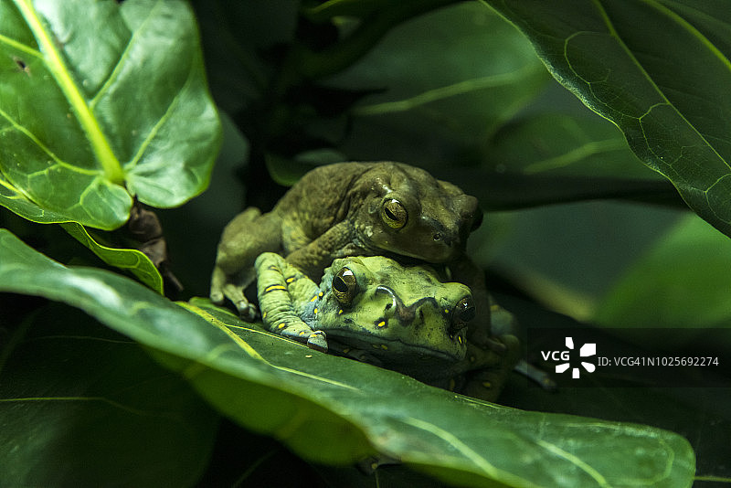 亚马逊牛奶蛙交配图片素材