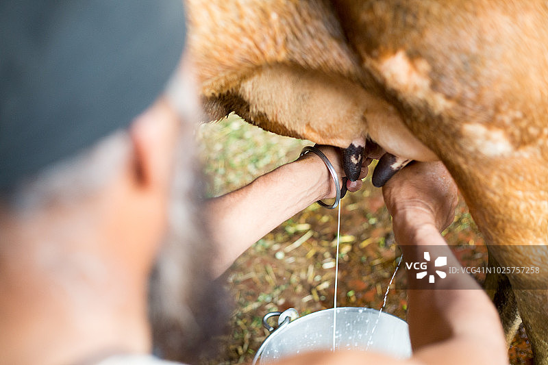 印度旁遮普邦的乡村农民在给奶牛挤奶图片素材