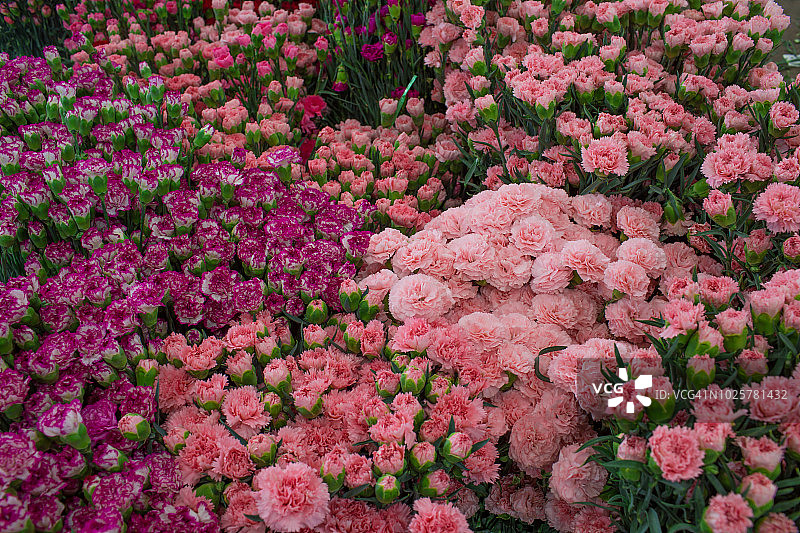 斗南花市的多种康乃馨图片素材