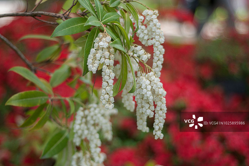 日本小檗花朵图片素材