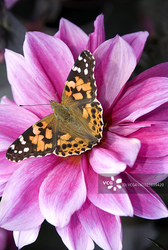 在粉色菊花上的彩绘丽人凤蝶图片素材
