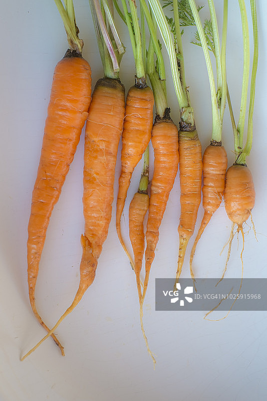 自家种植的有机胡萝卜图片素材